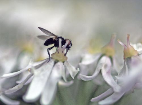 Phasia barbifrons